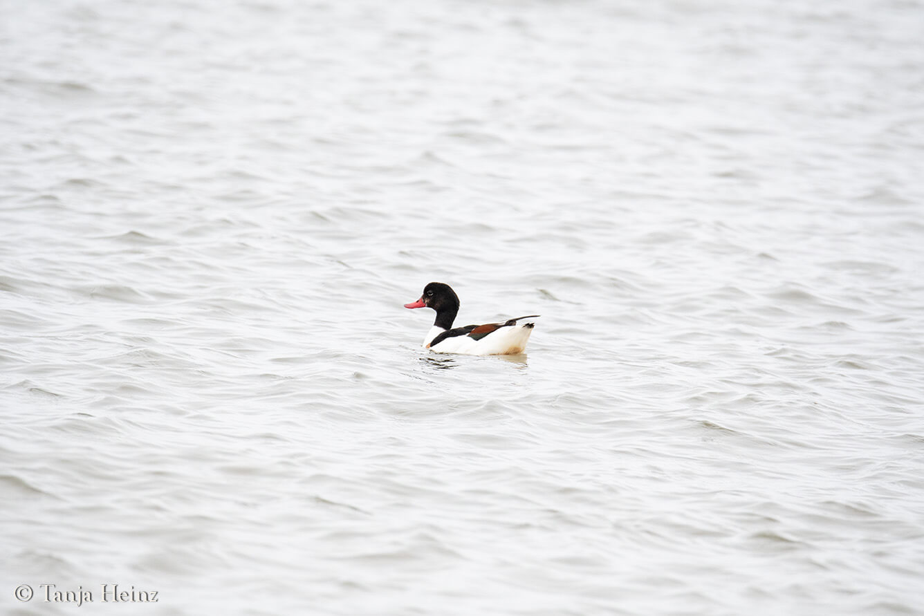 birds on the island Borkum