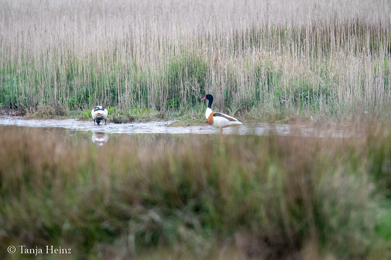 birds on the island Borkum