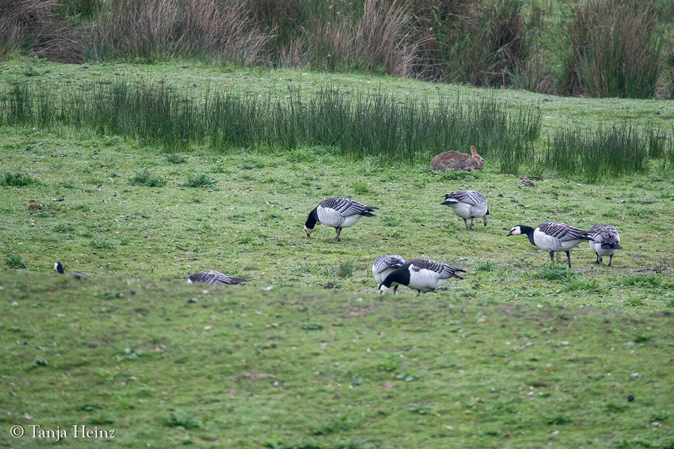 barnacle geese on the island Borkum