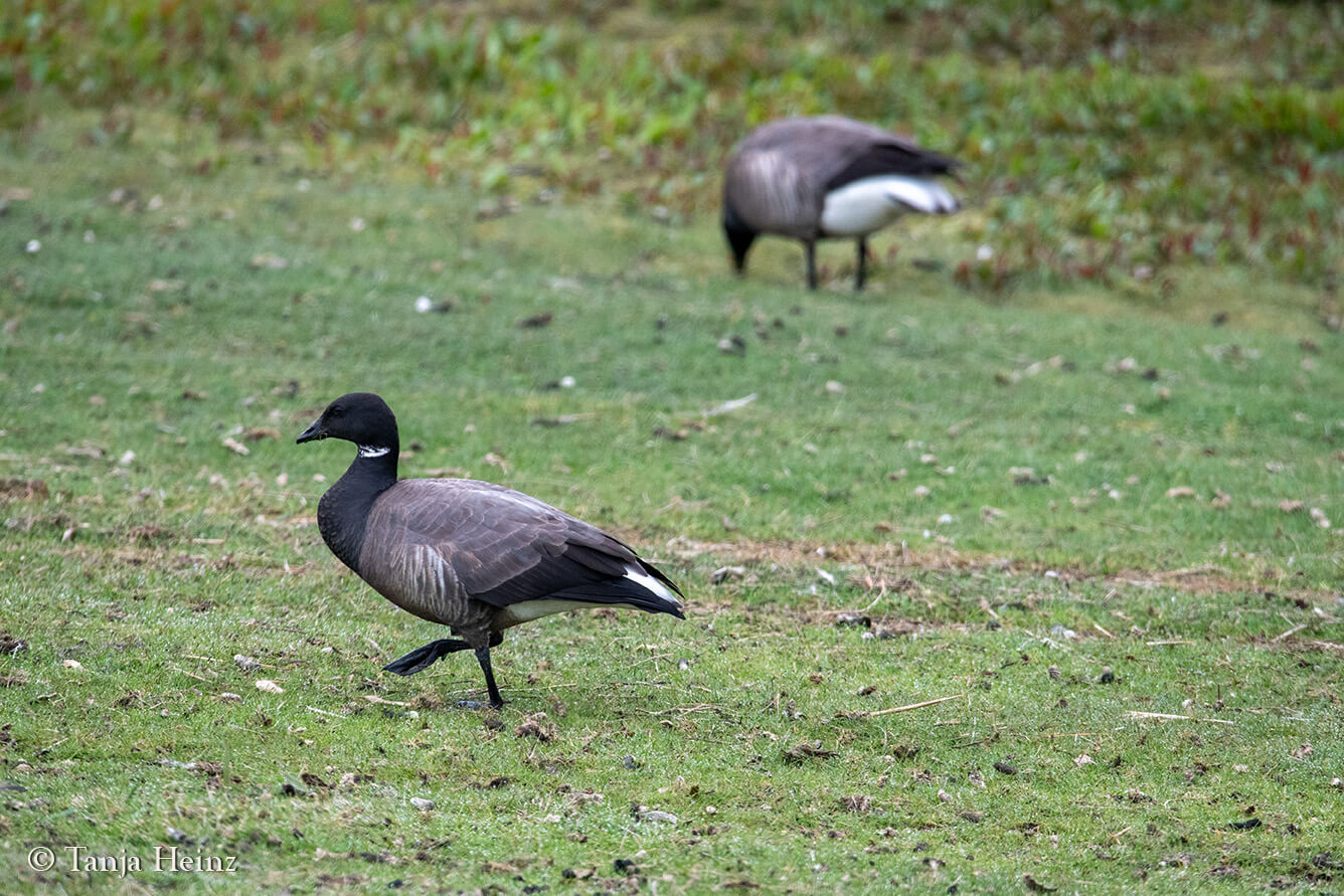 birds on the island Borkum