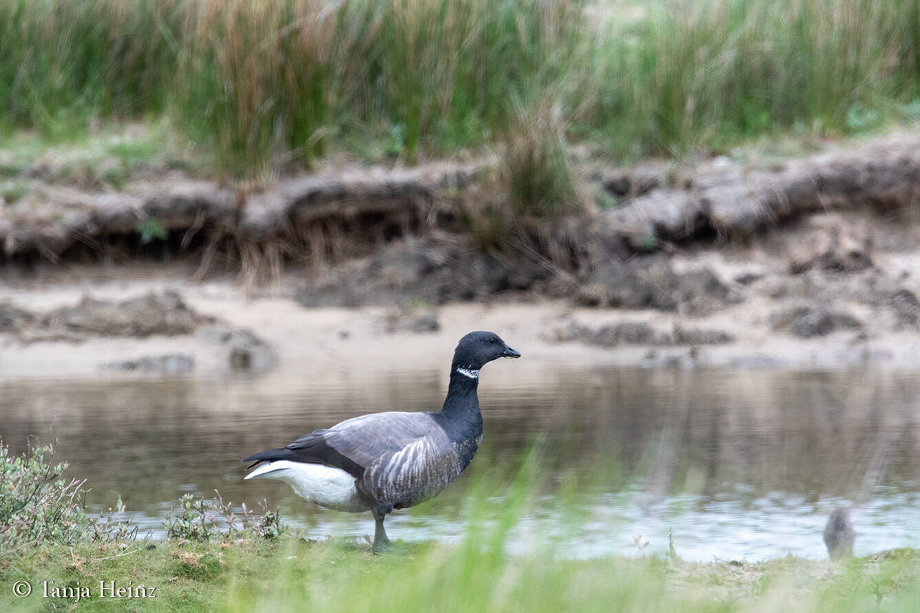 birds on the island Borkum
