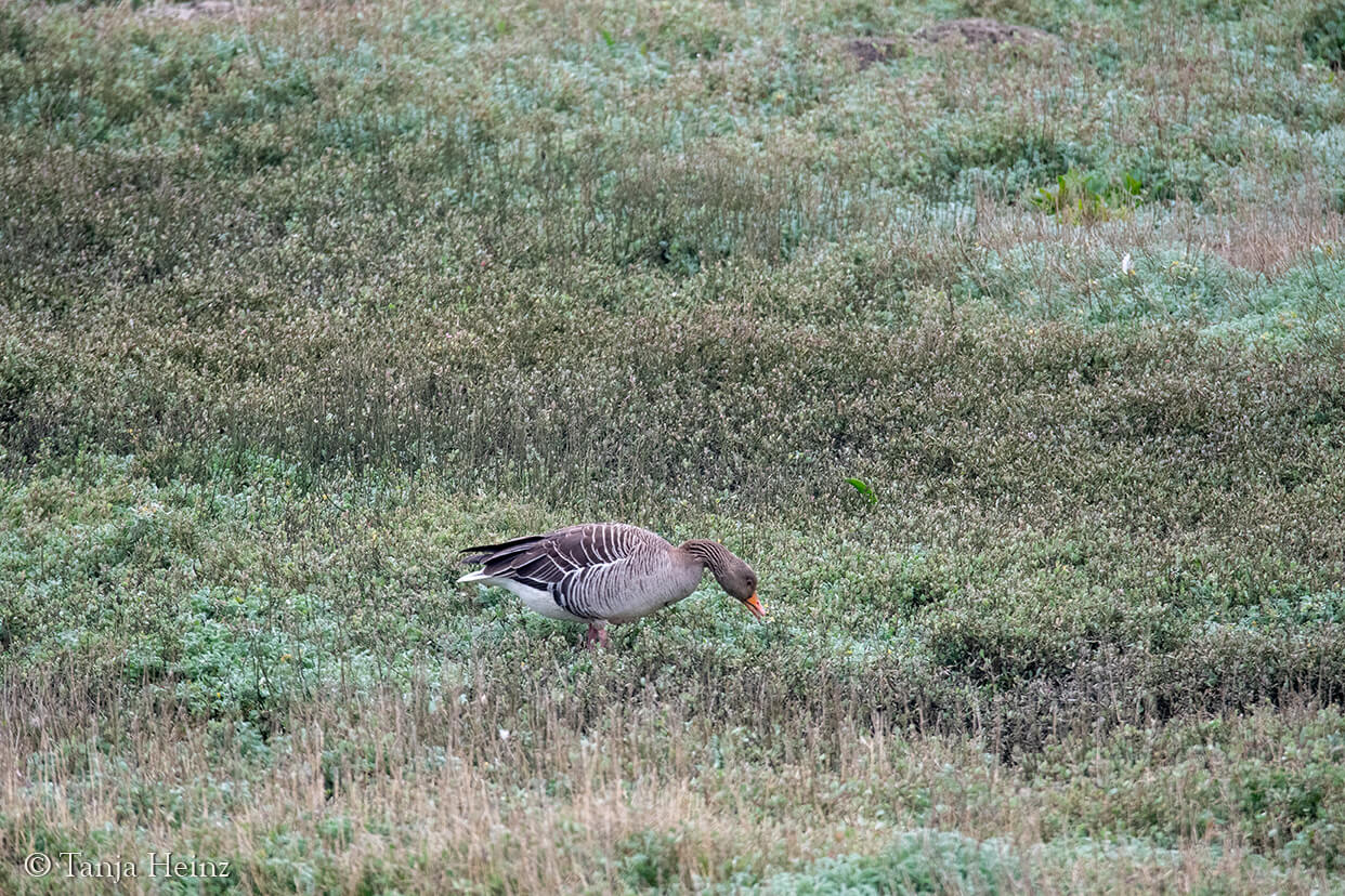 graylag geese on East Frisian Islands