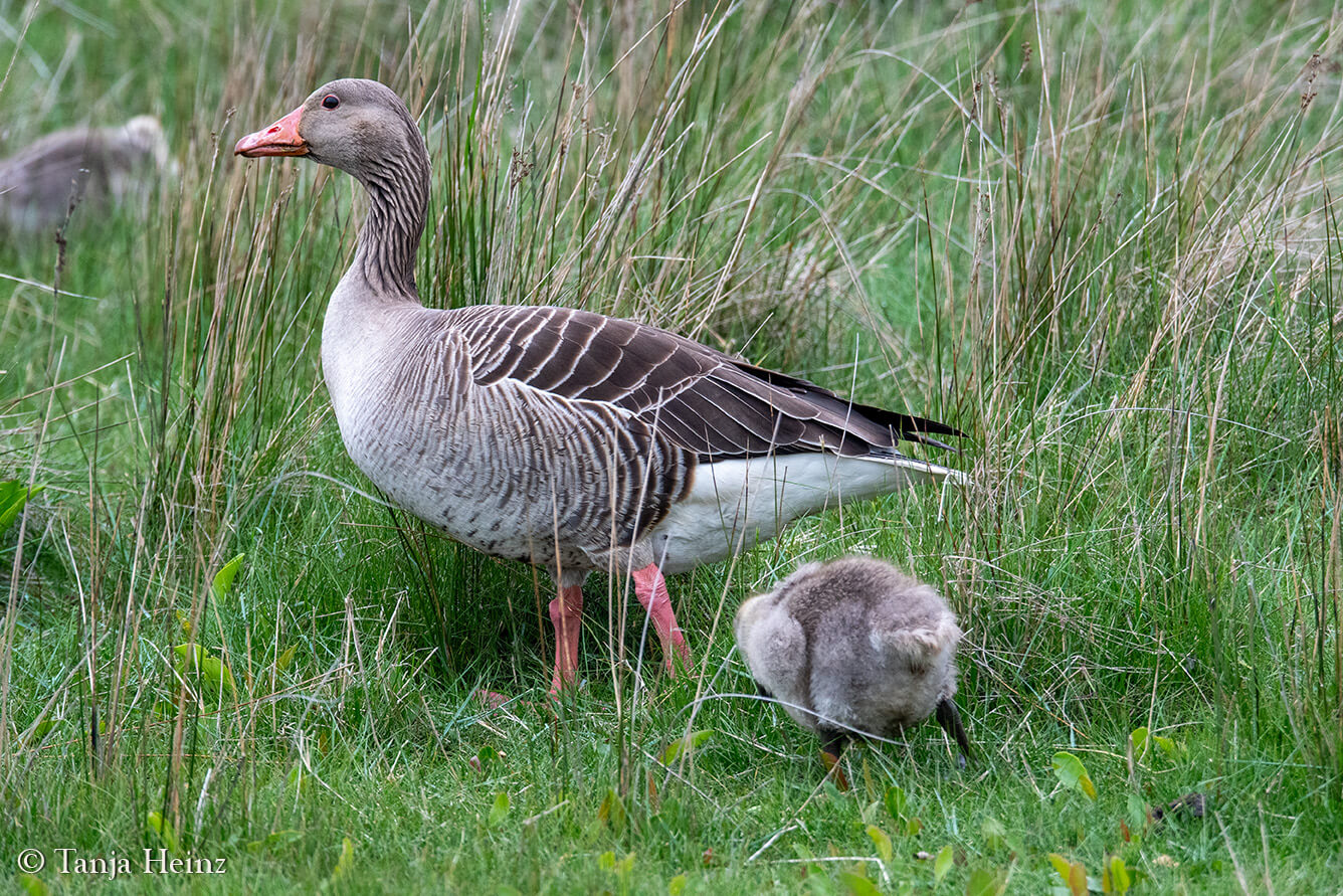 Graylag geese on East Frisian Islands