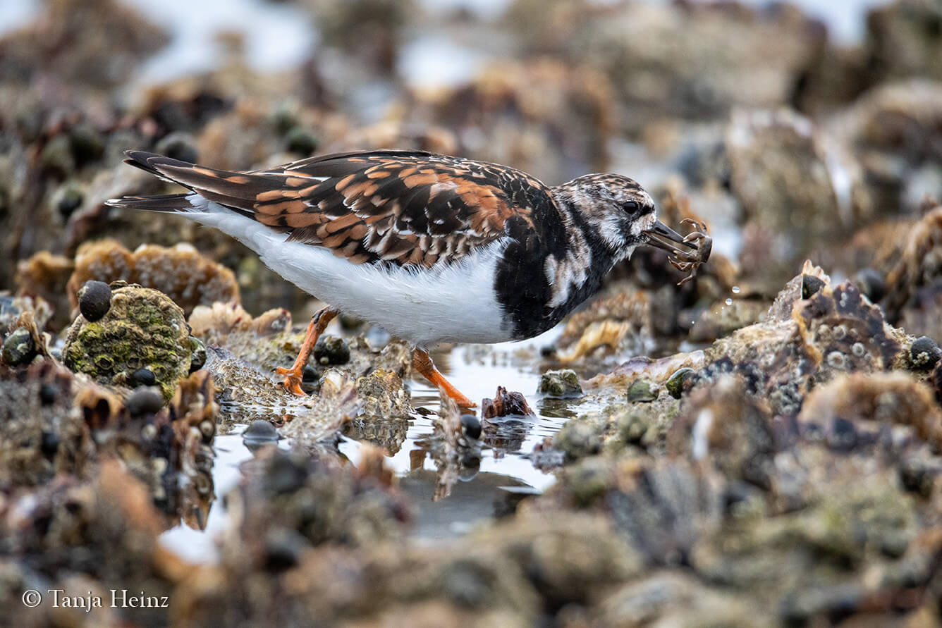birds on East Frisian Islands