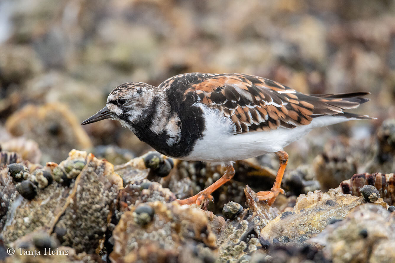 birds on East Frisian Islands