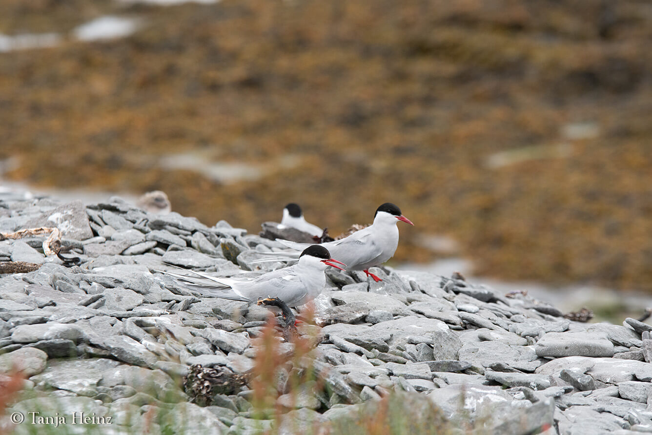 Arctic tern in Iceland