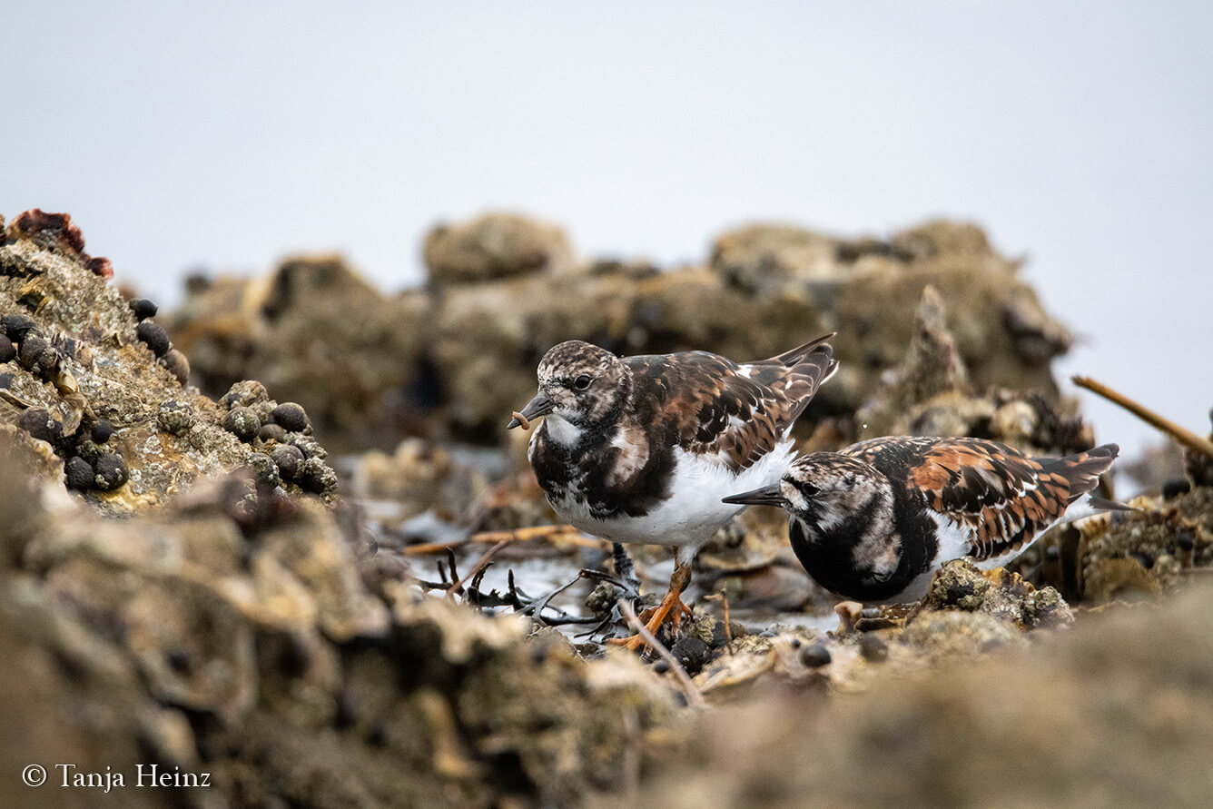 birds on East Frisian Islands