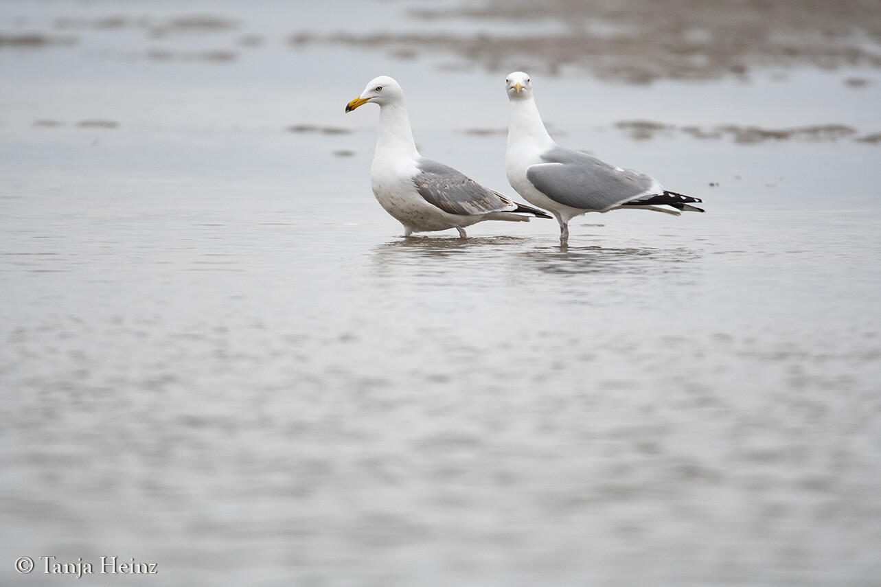birds on East Frisian Islands