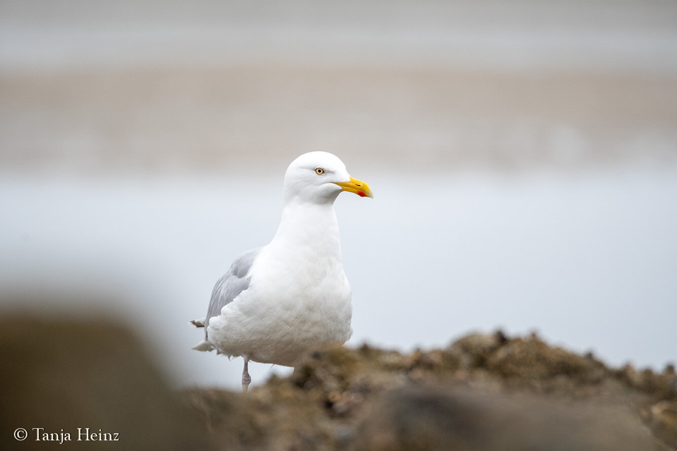 herring gulls on East Frisian Islands