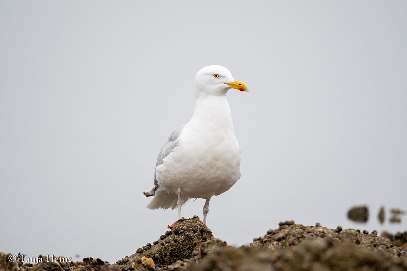 herring gulls on Borkum