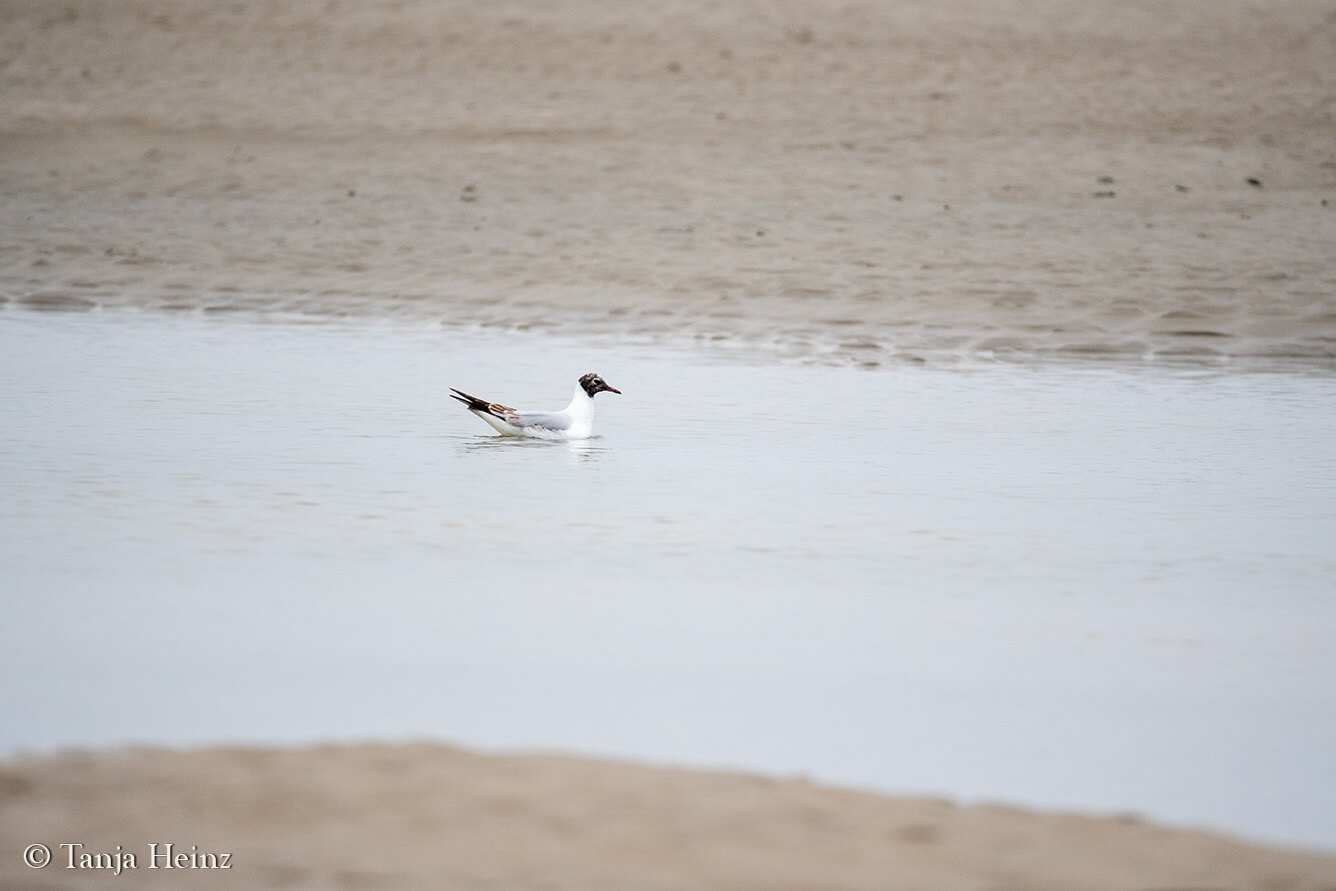 black-headed gulls on the island Borkum