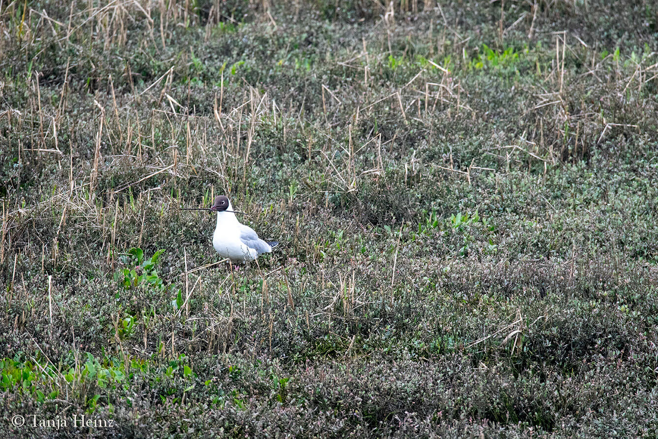 birds on the island Borkum
