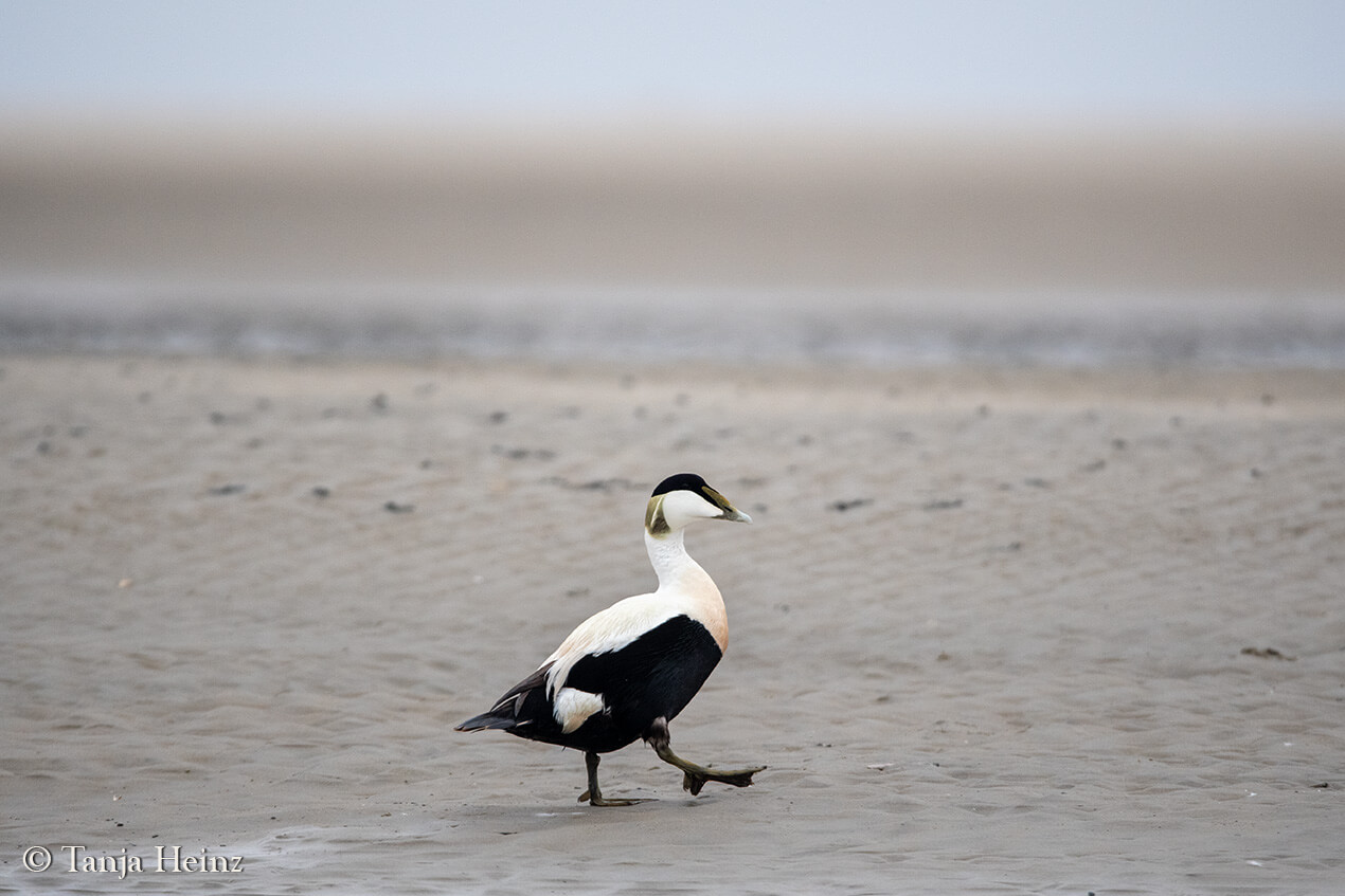 birds on the island Borkum