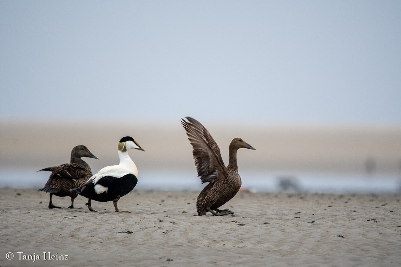 common eider ducks on East Frisian Islands