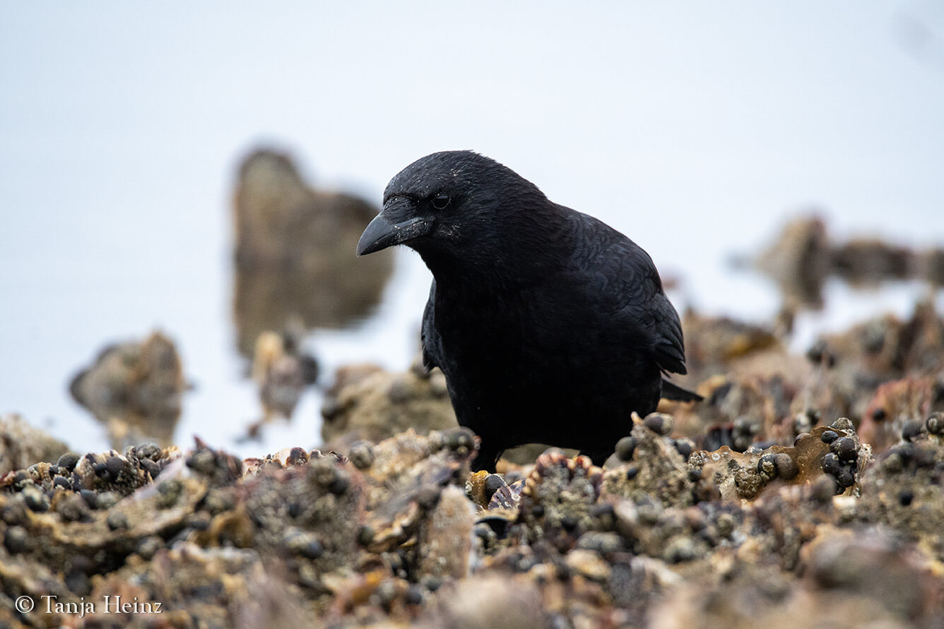 carrion crow on the island Borkum