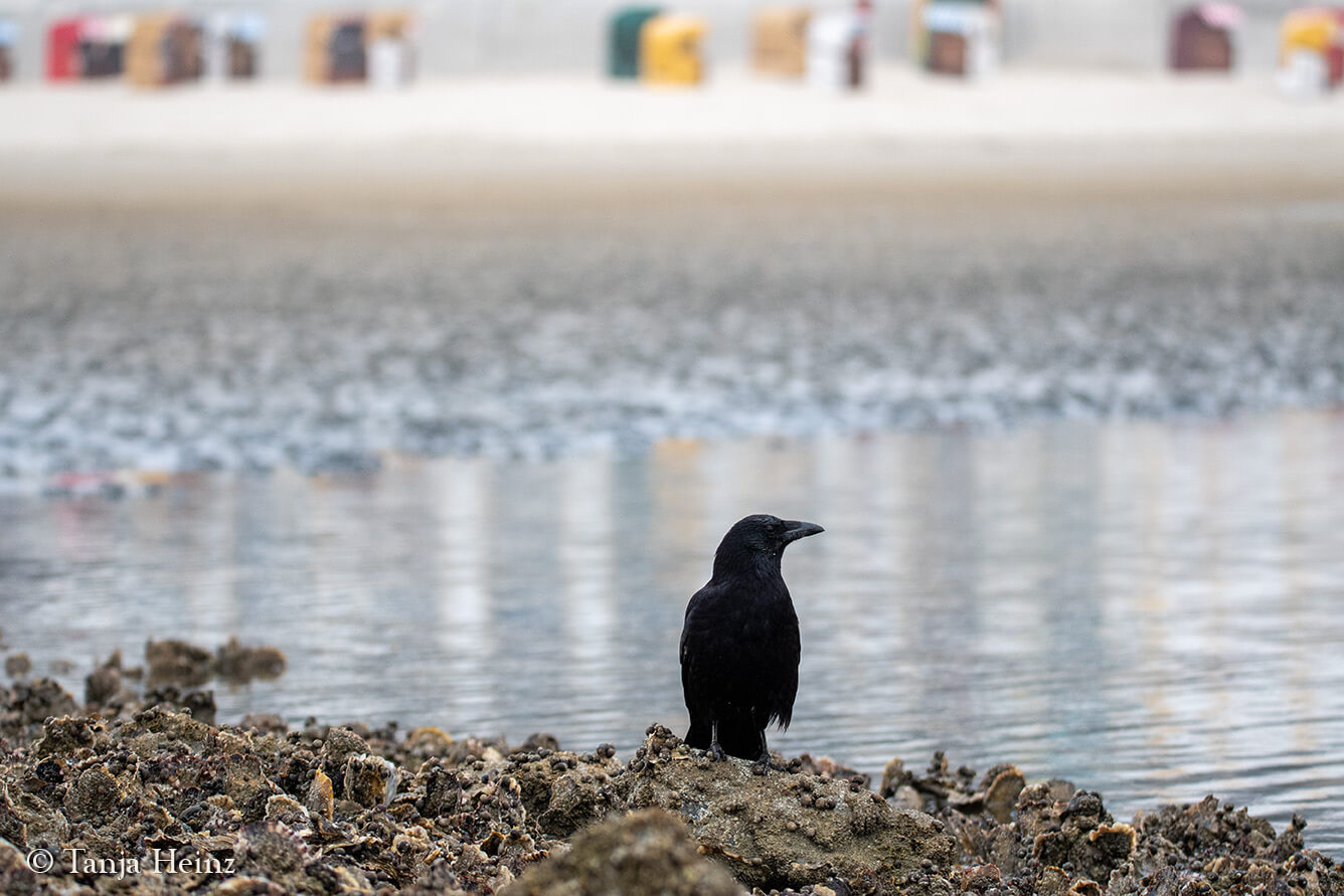 carrion crows on East Frisian Islands