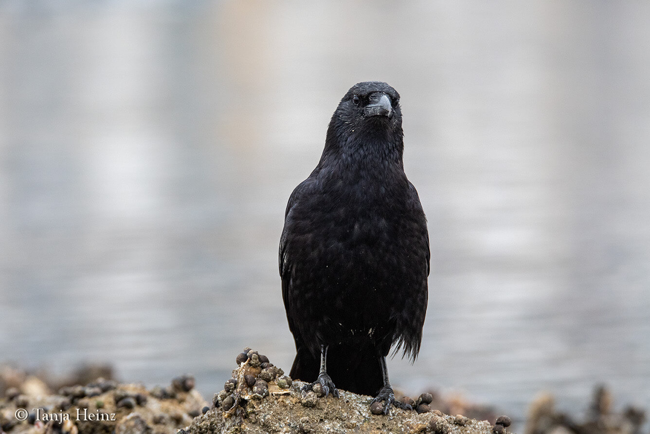 birds on the island Borkum