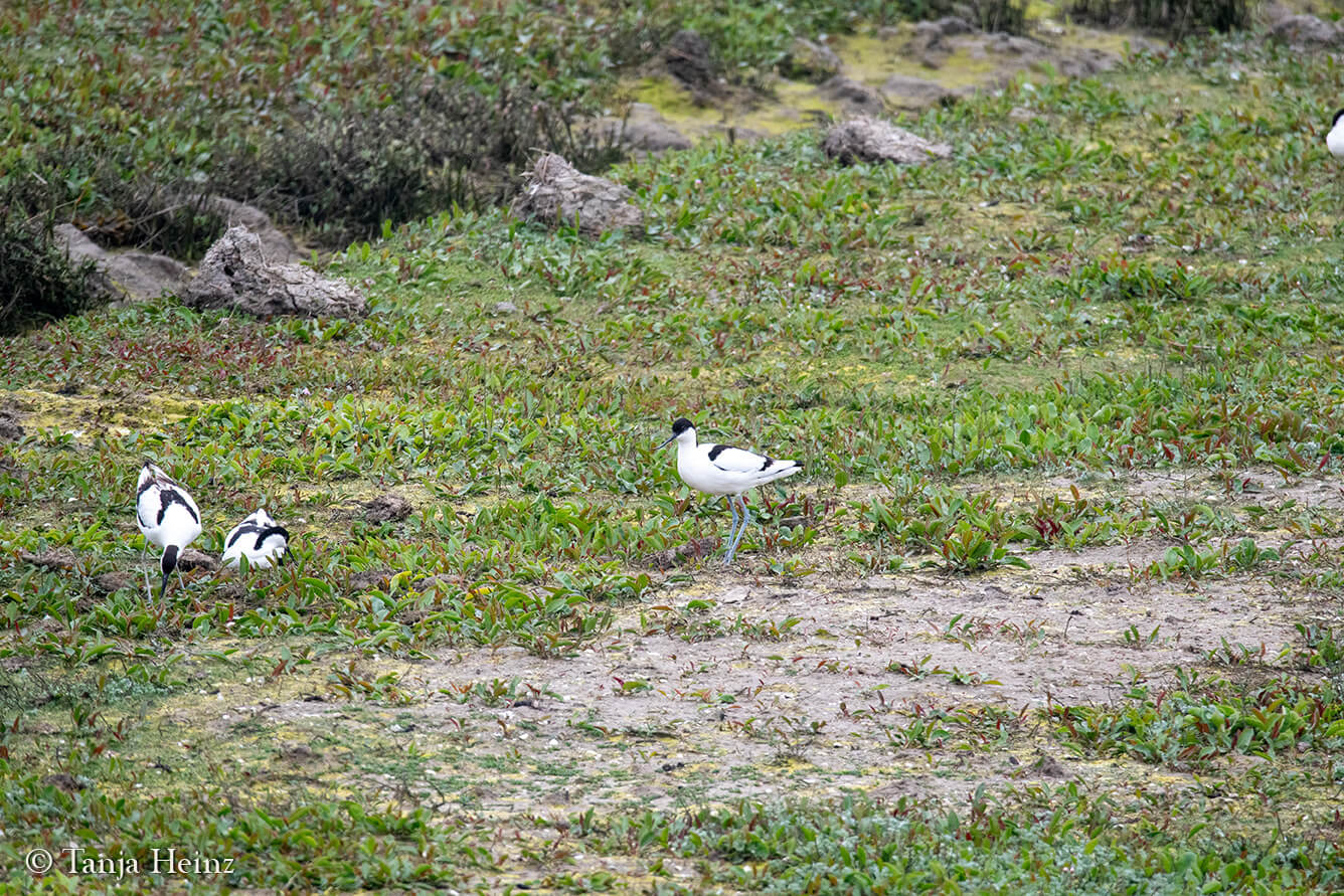 birds on the island Borkum
