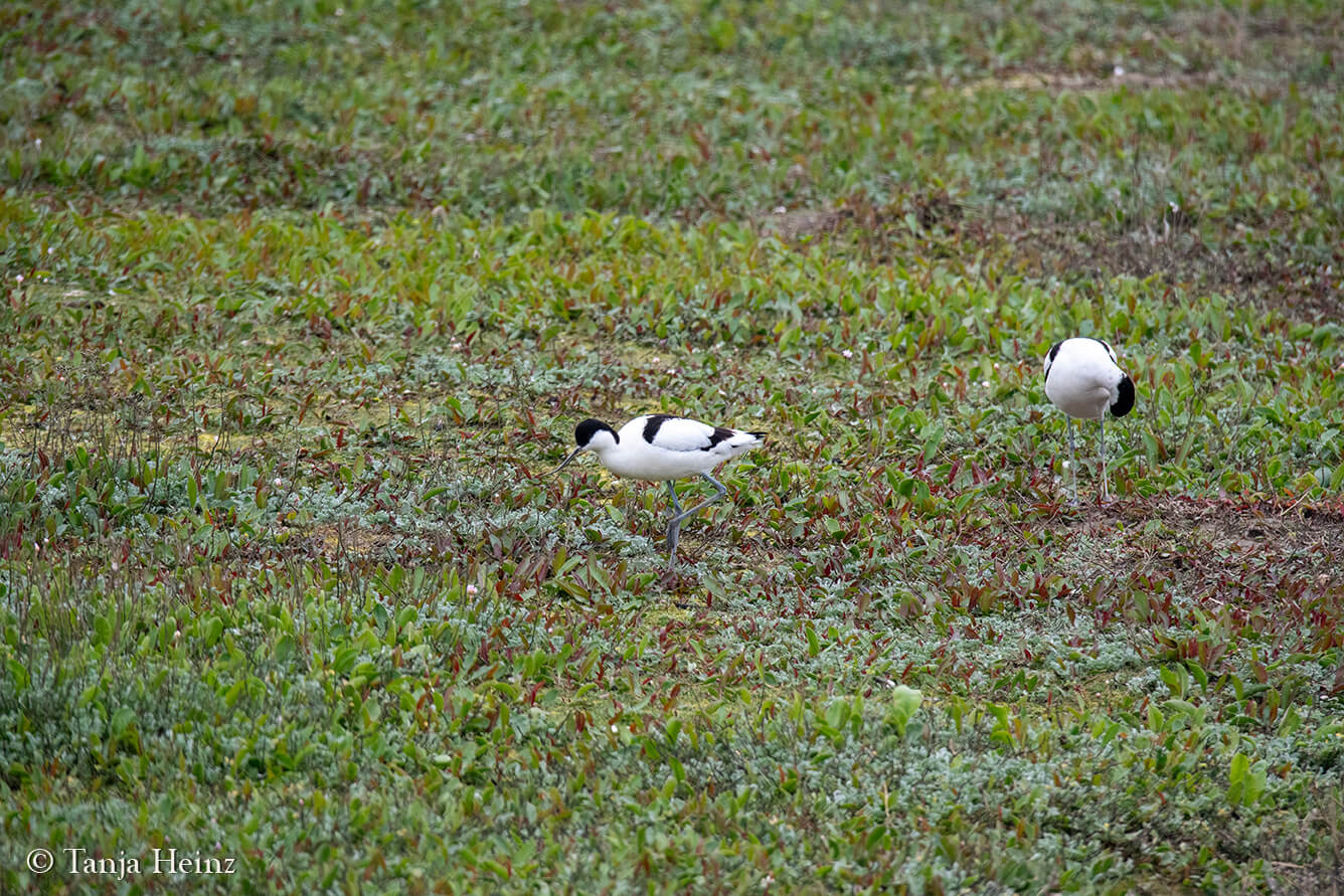 avocets on East Frisian Islands