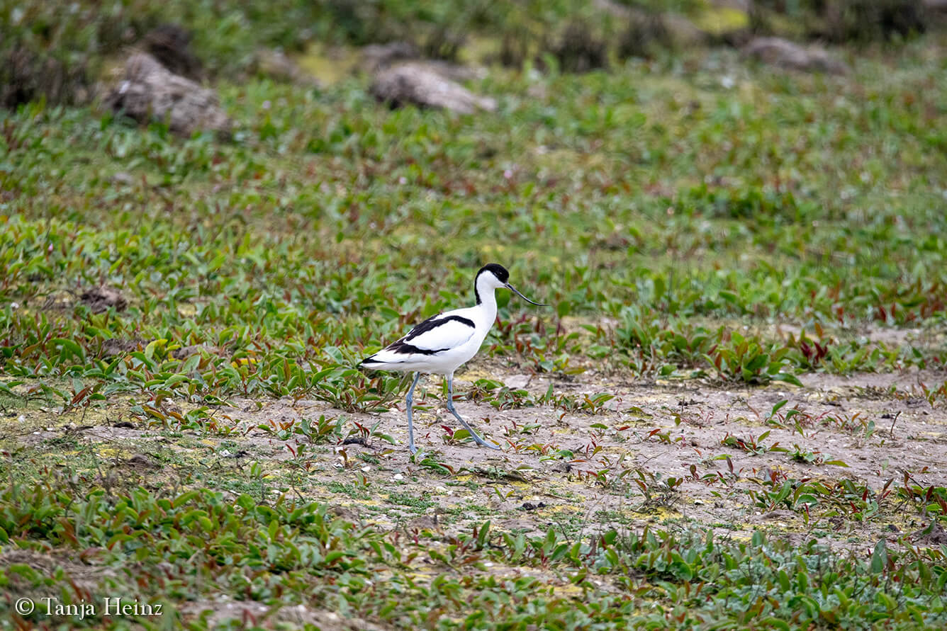 avocets on the island Borkum