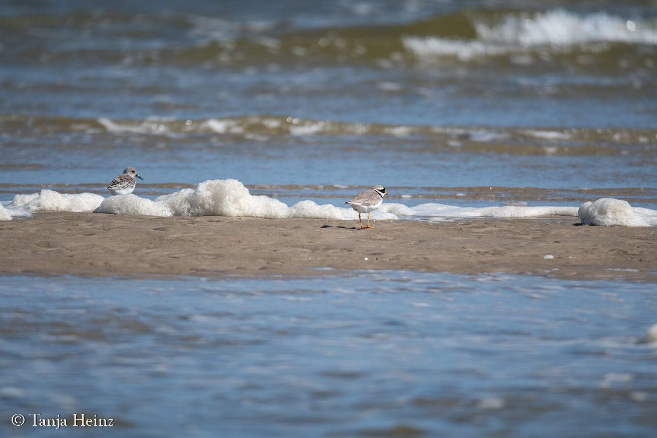 sanderling on the island Borkum