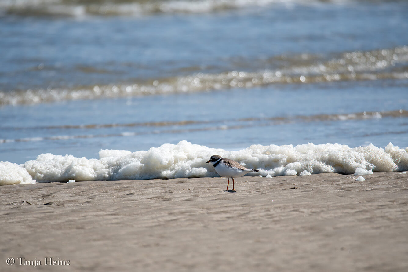 common ringed plover on the island Borkum