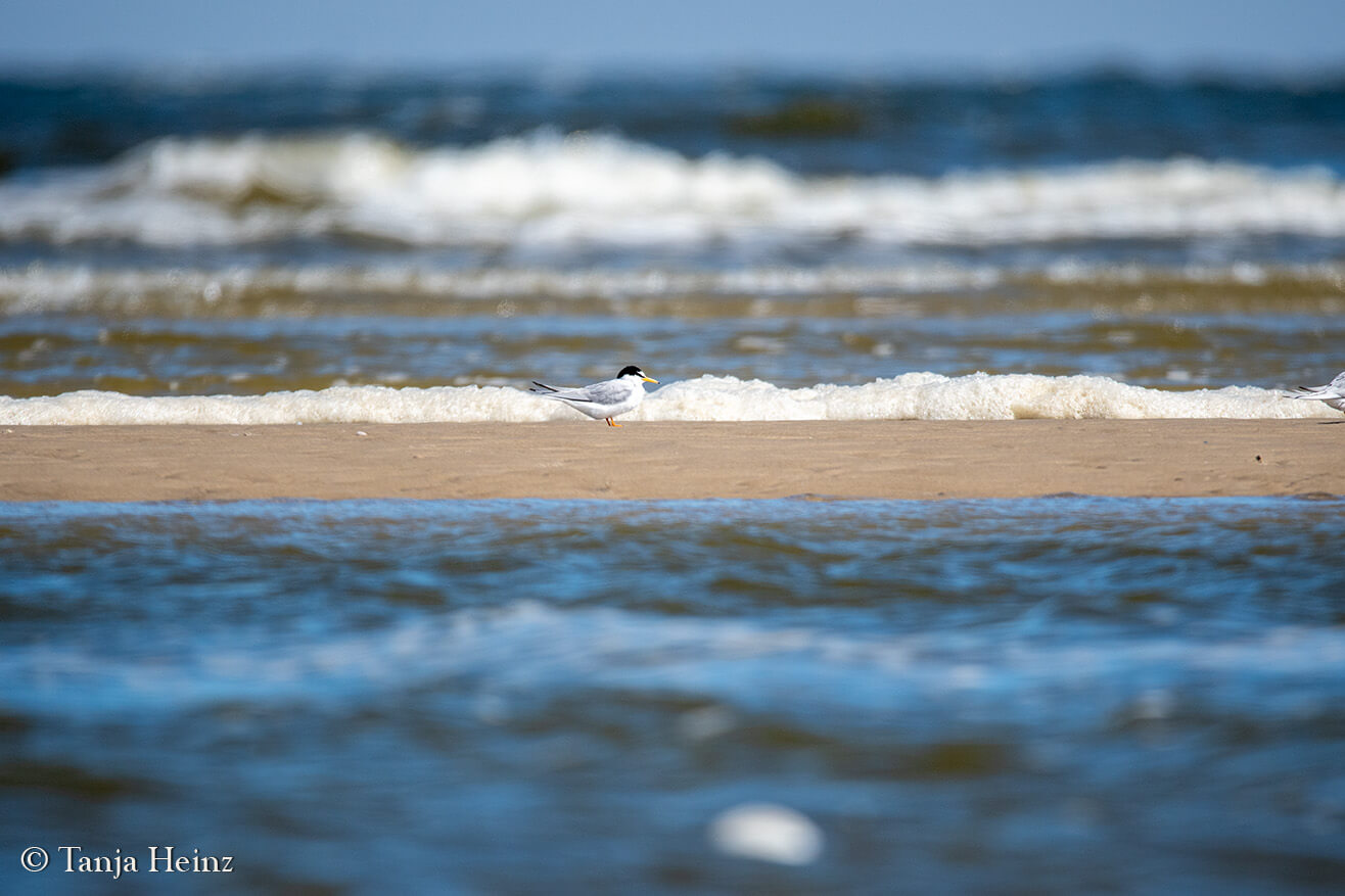 little tern on the island Borkum