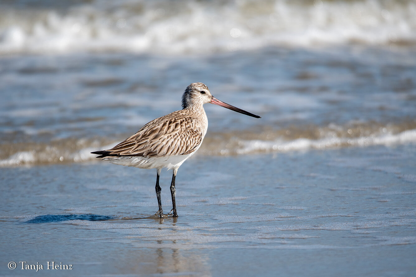 bar-tailed godwit on East Frisian Islands