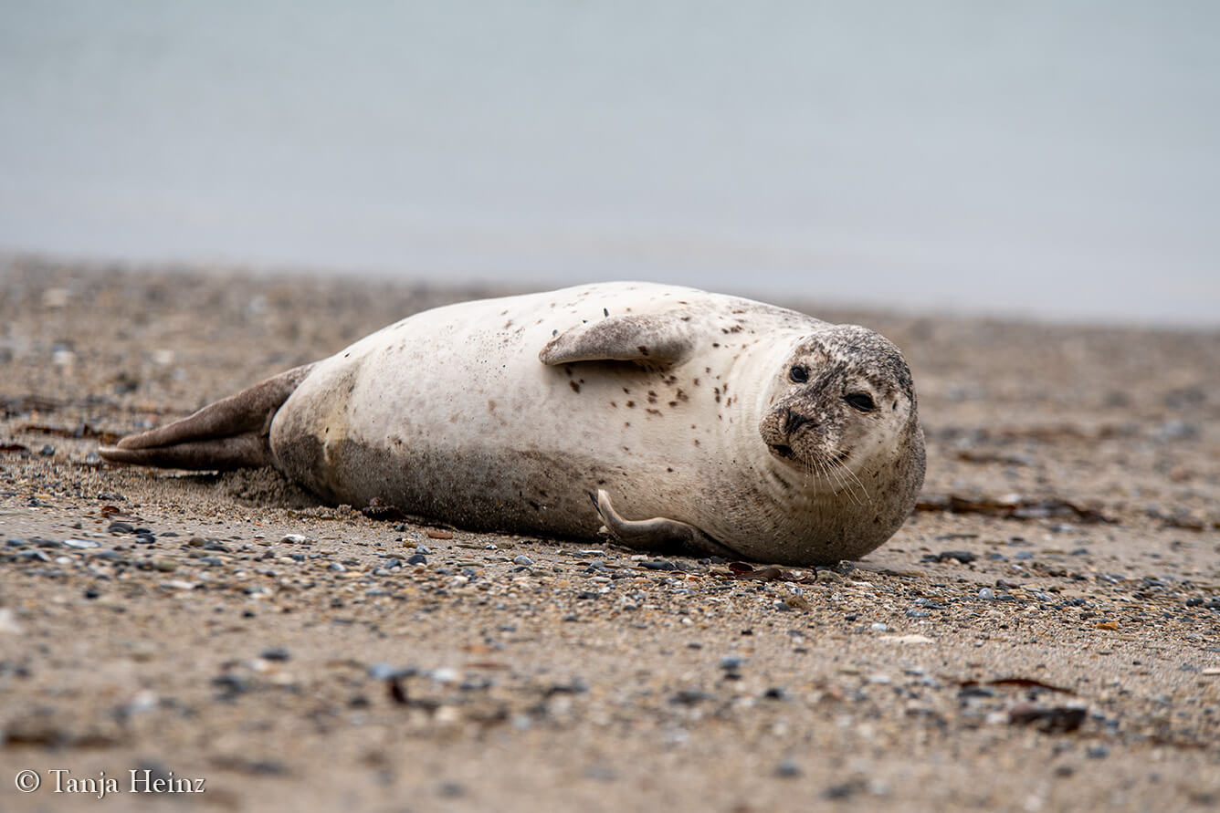 harbour seal on Heligoland