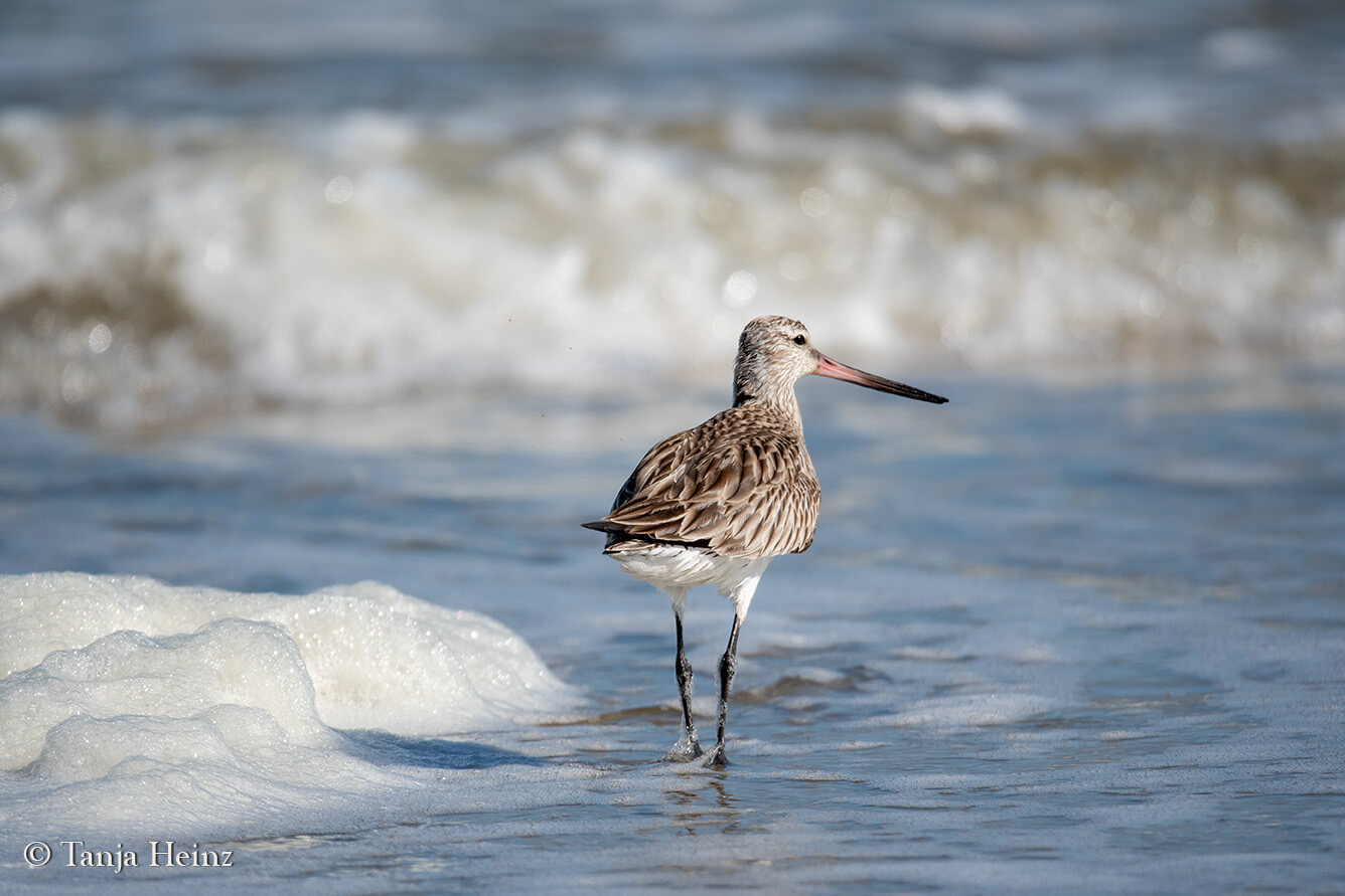 birds on the island Borkum