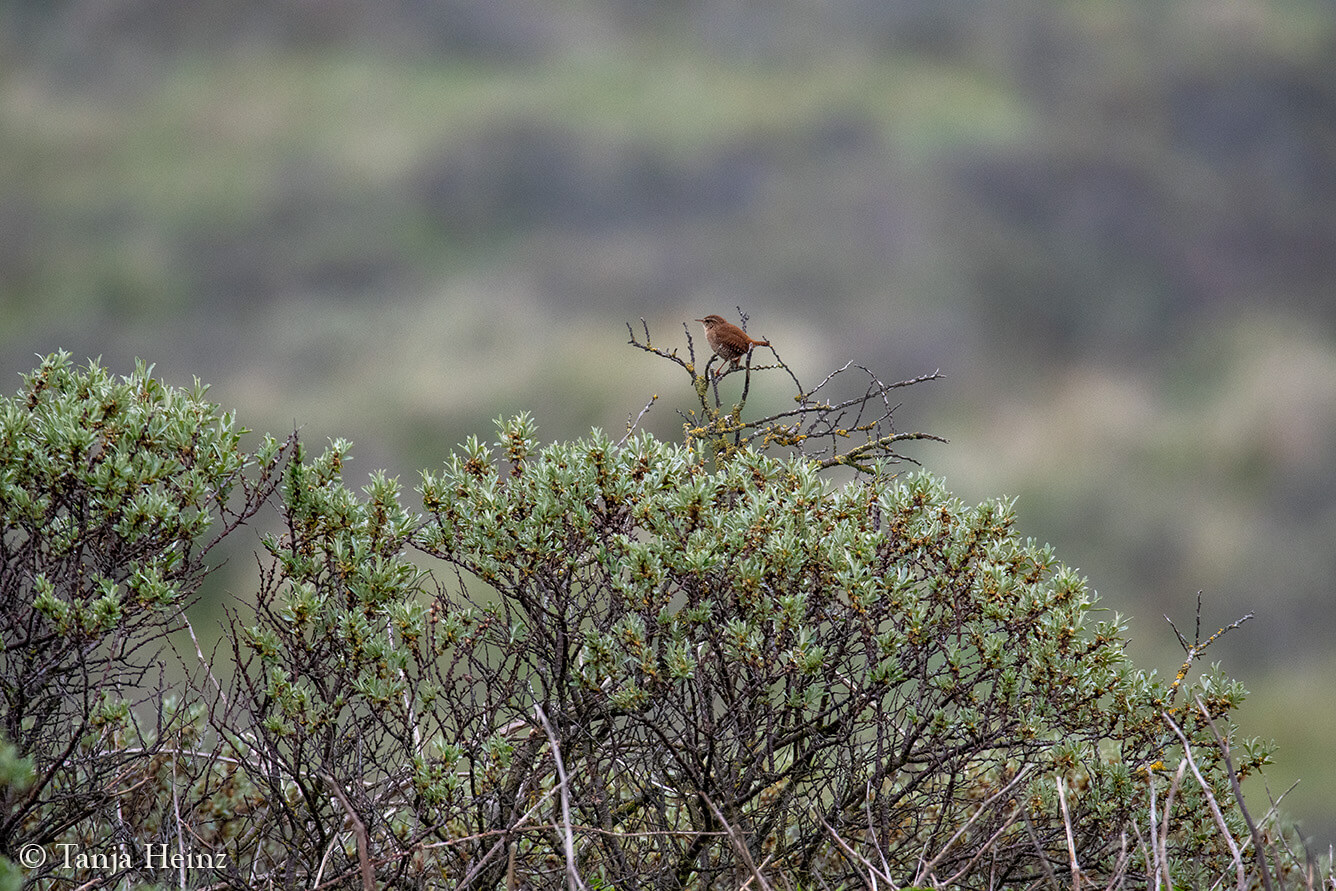birds on the island Borkum