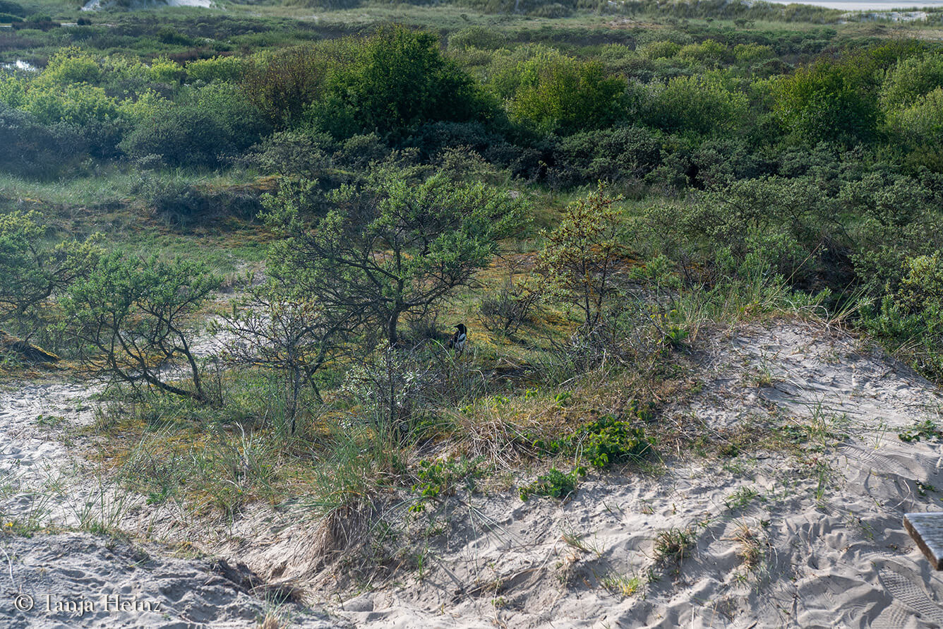 magpie on the island Borkum