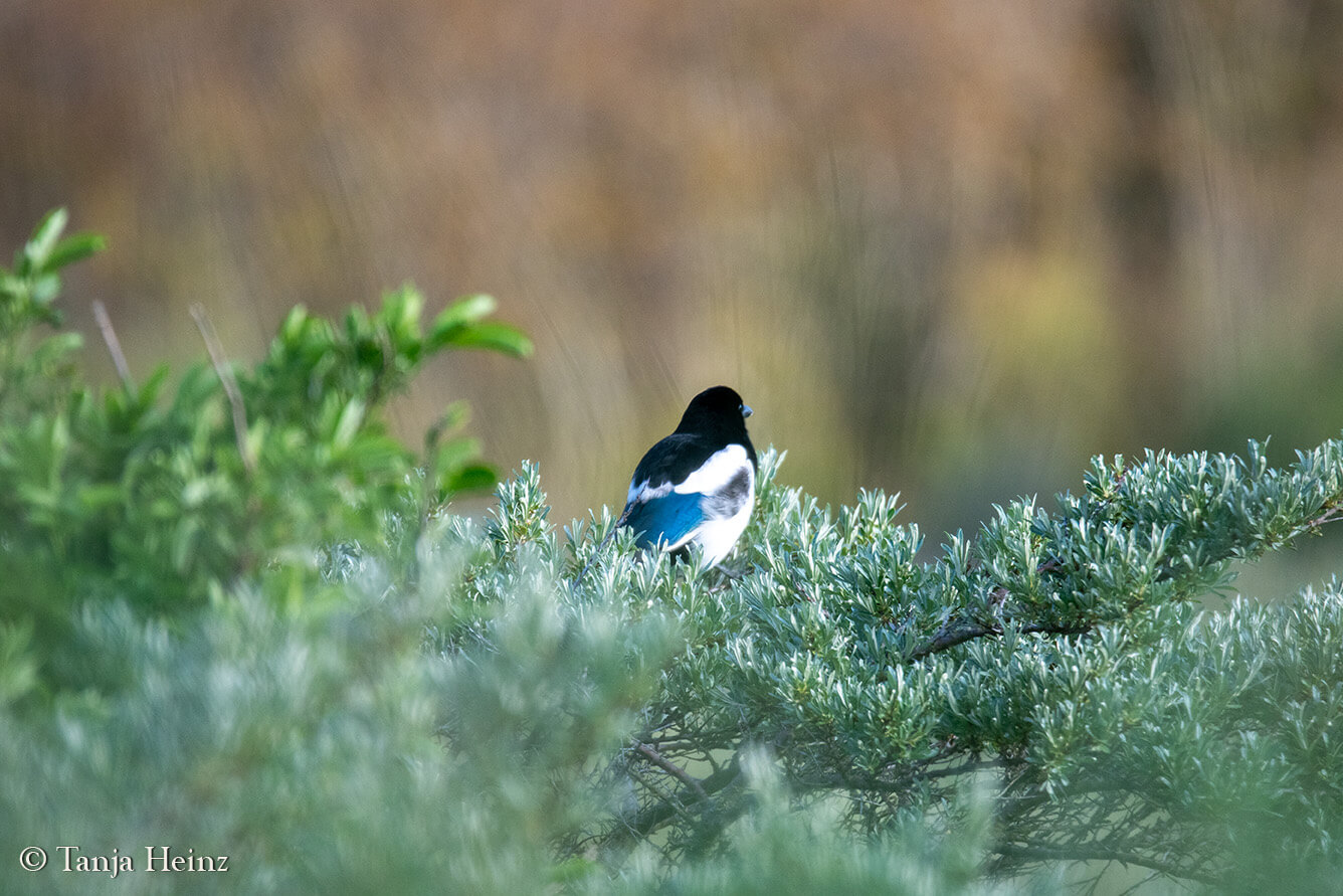 magpies on East Frisian Islands