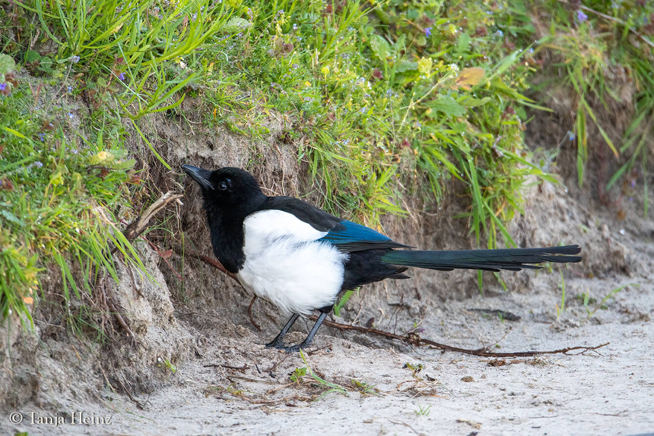 birds on the island Borkum