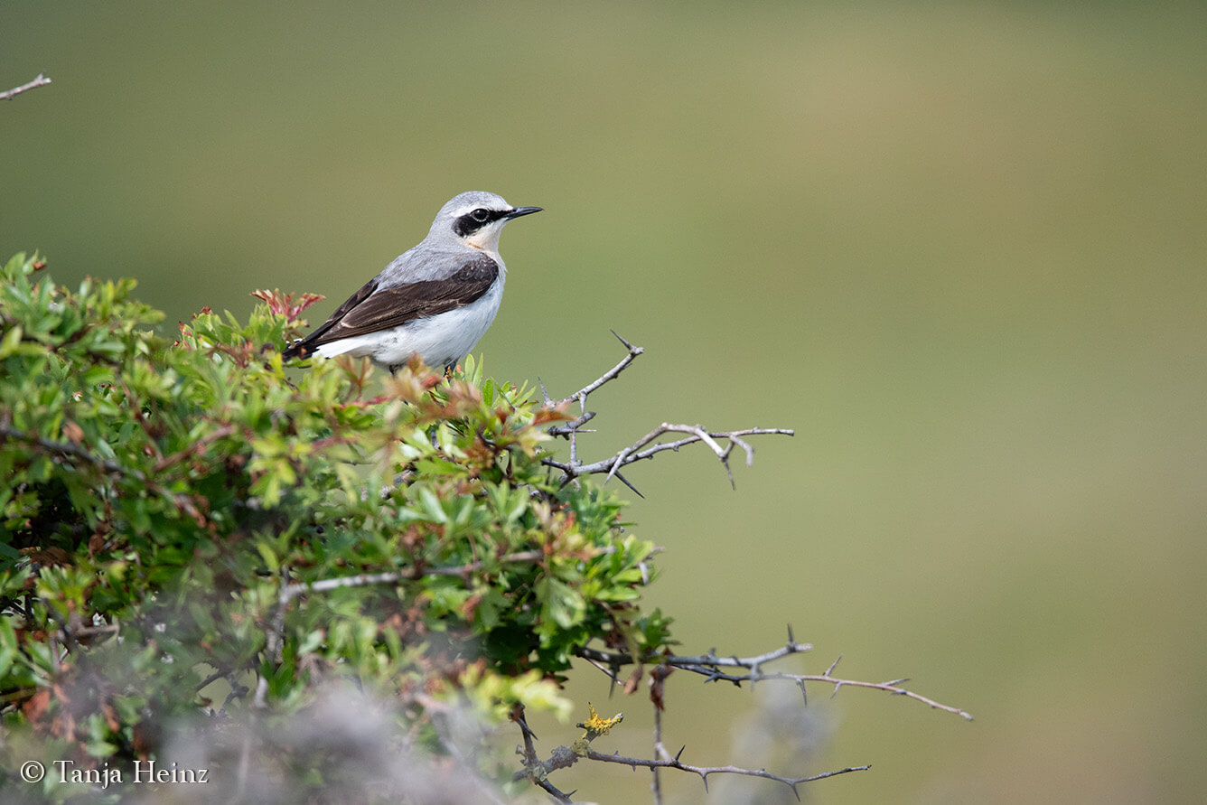 northern wheatear on the island Borkum