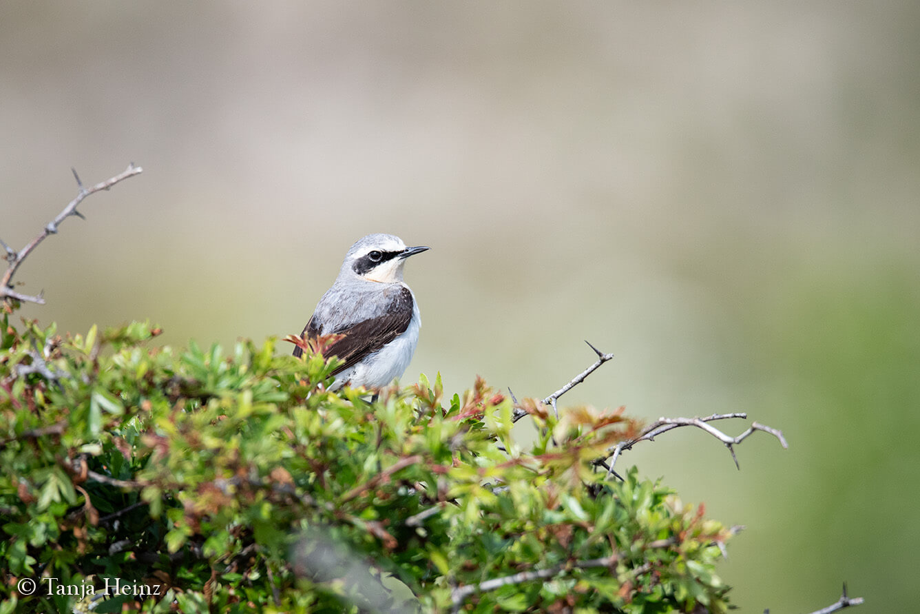 birds on the island Borkum