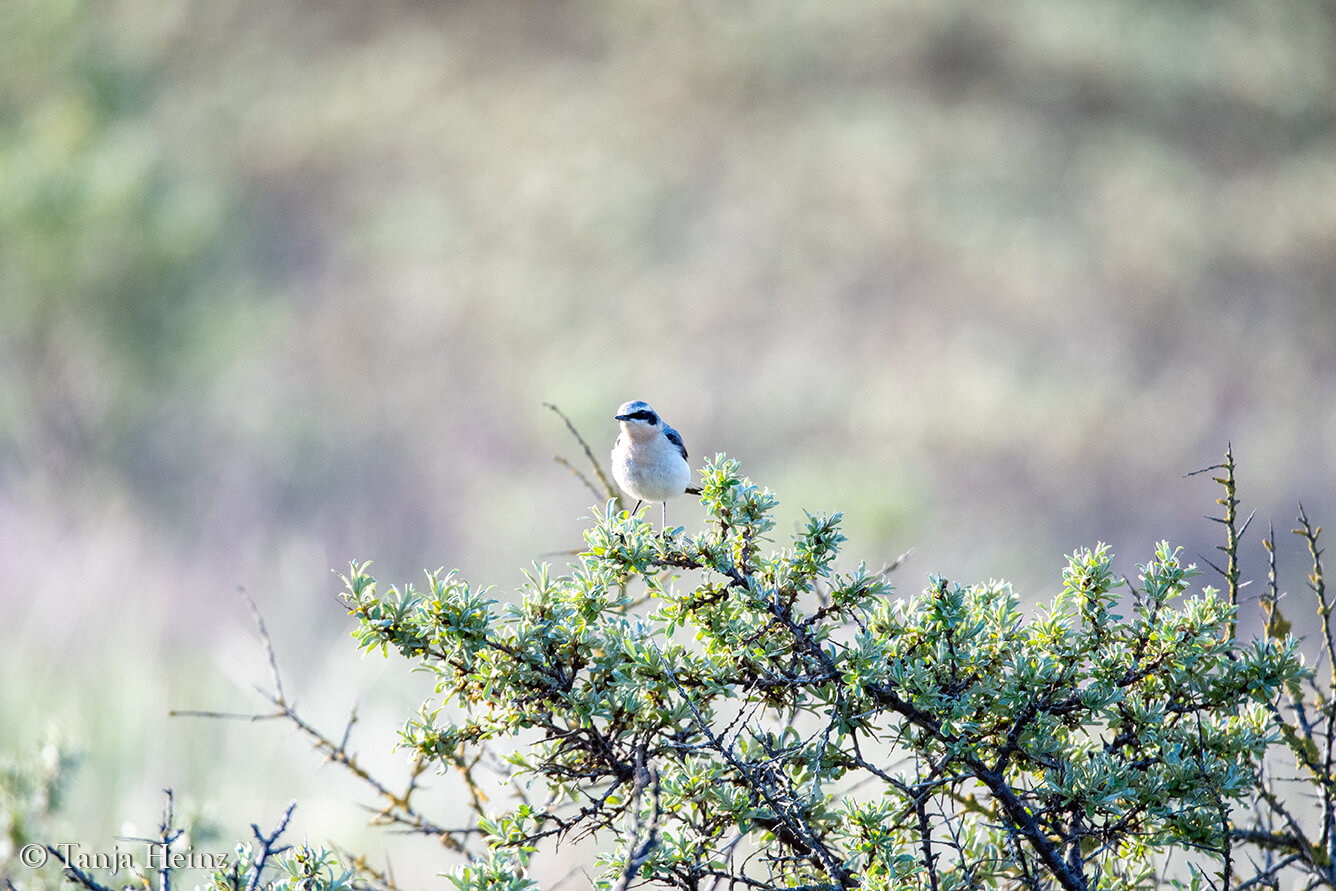northern wheatears on East Frisian Islands
