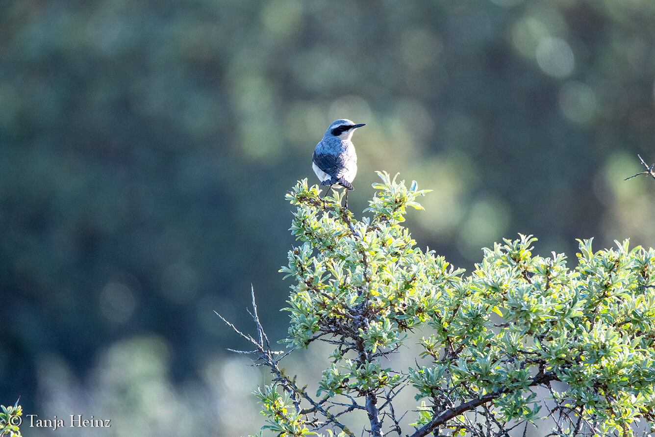 northern wheatears on East Frisian Islands