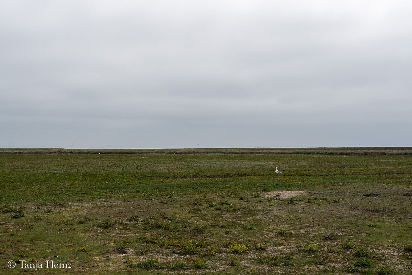 birds on East Frisian Islands