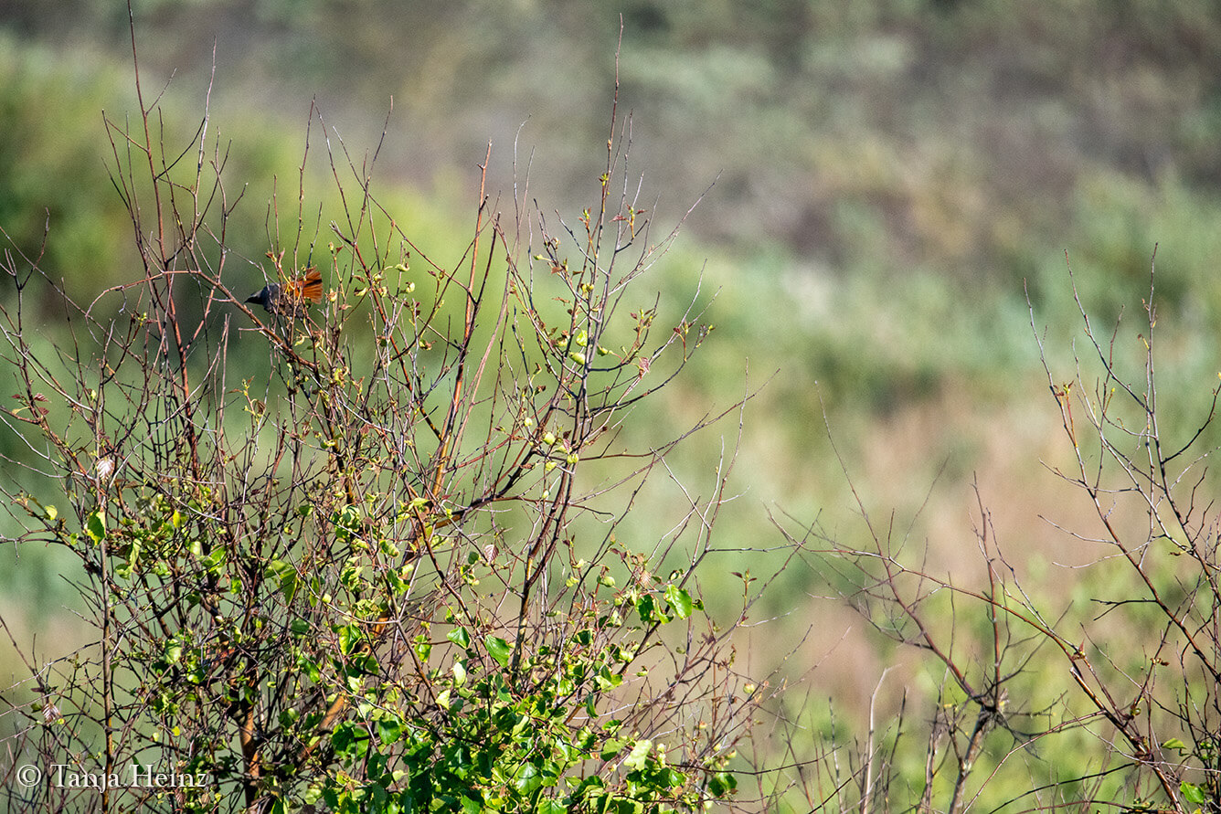 common redstart on the island Borkum