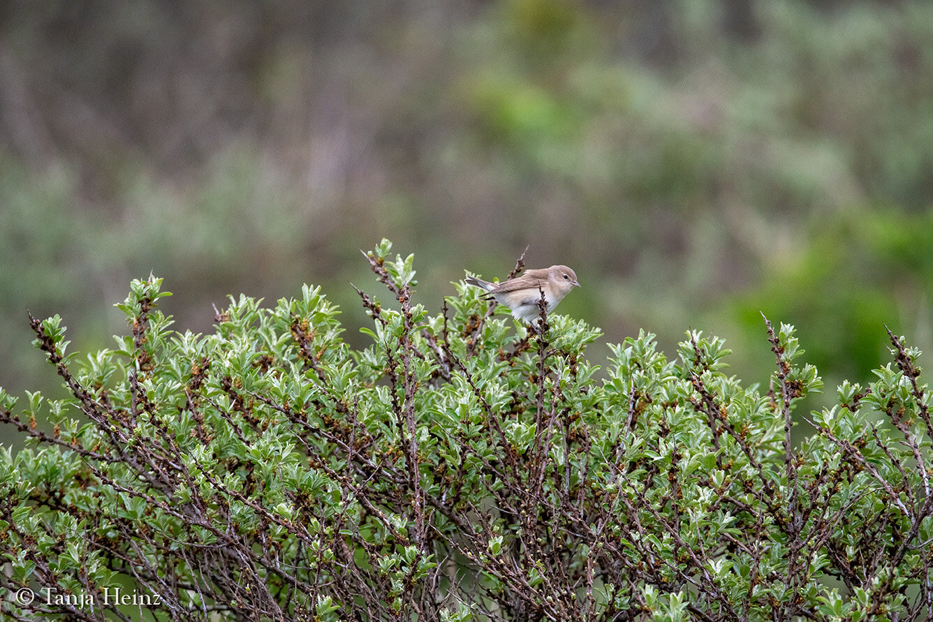 garden warbler on the island Borkum