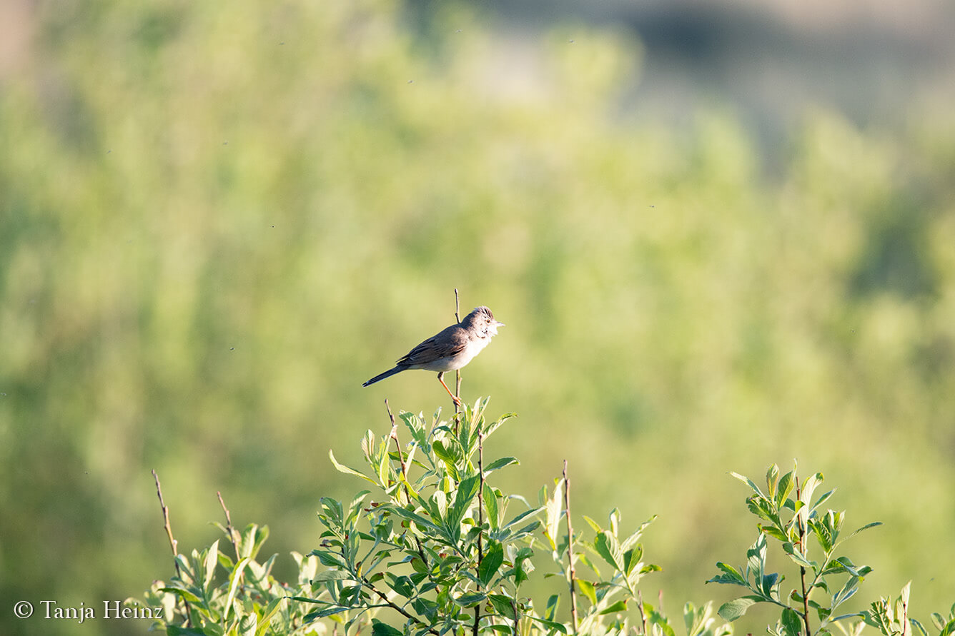 common whitethroat on the island Borkum