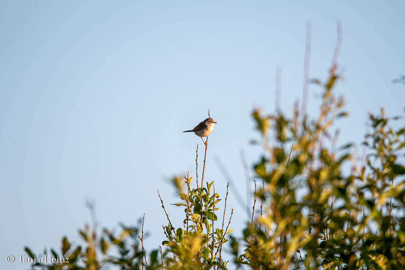 common whitethroat on East Frisian Island