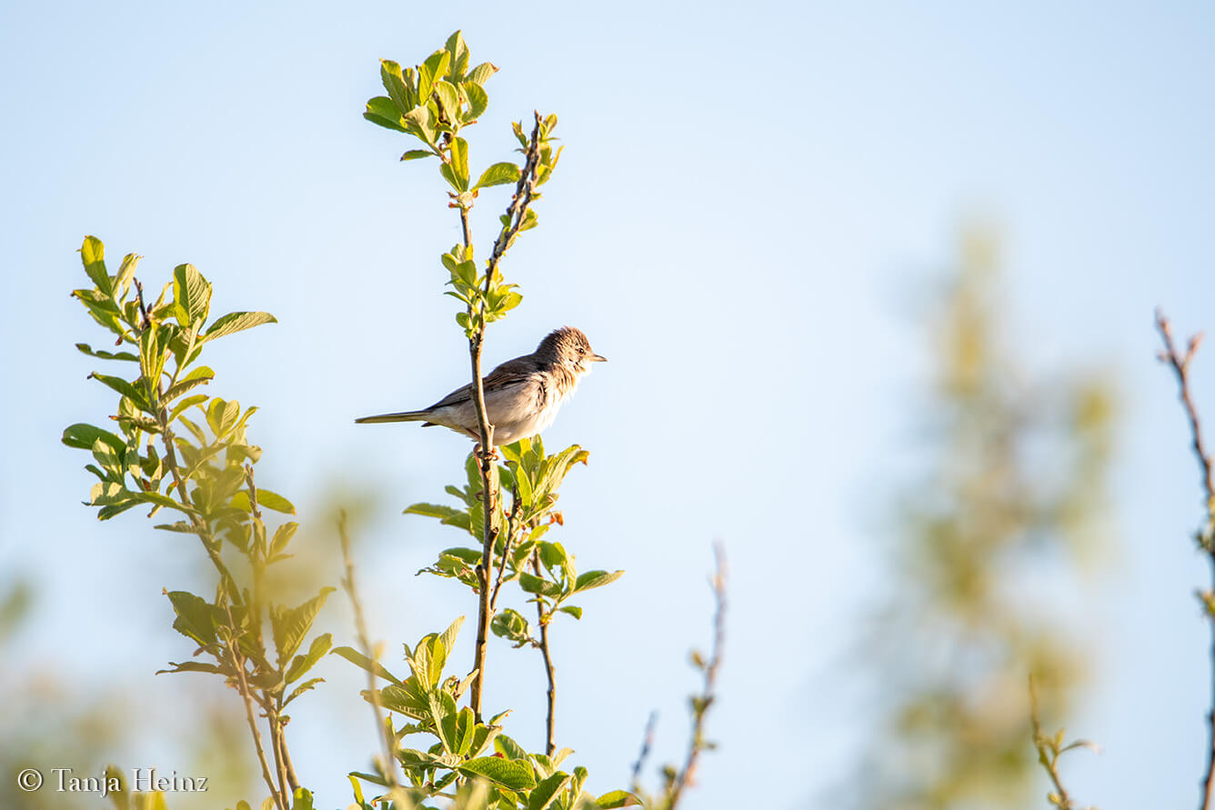 birds on the island Borkum