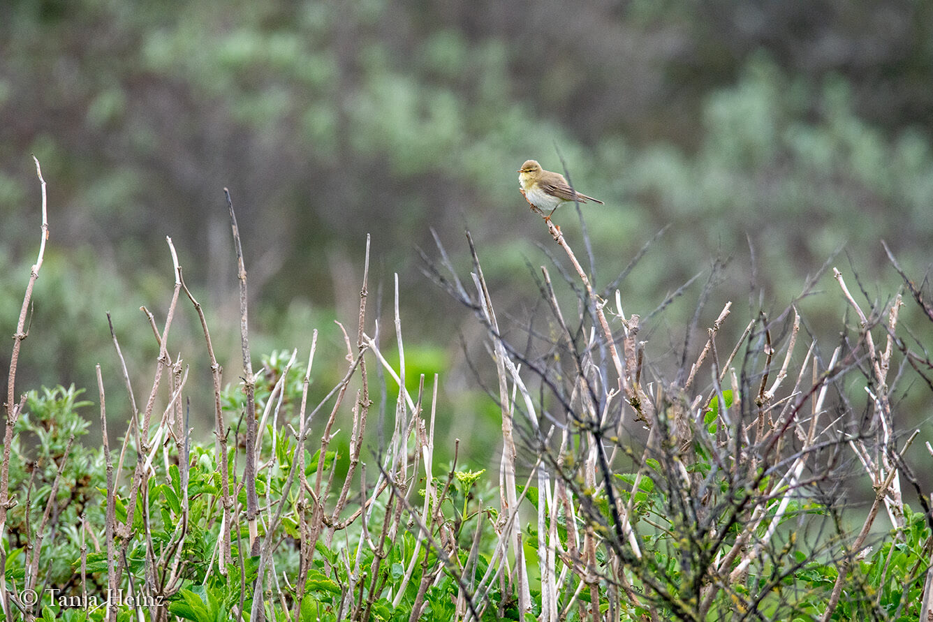 birds on East Frisian Islands