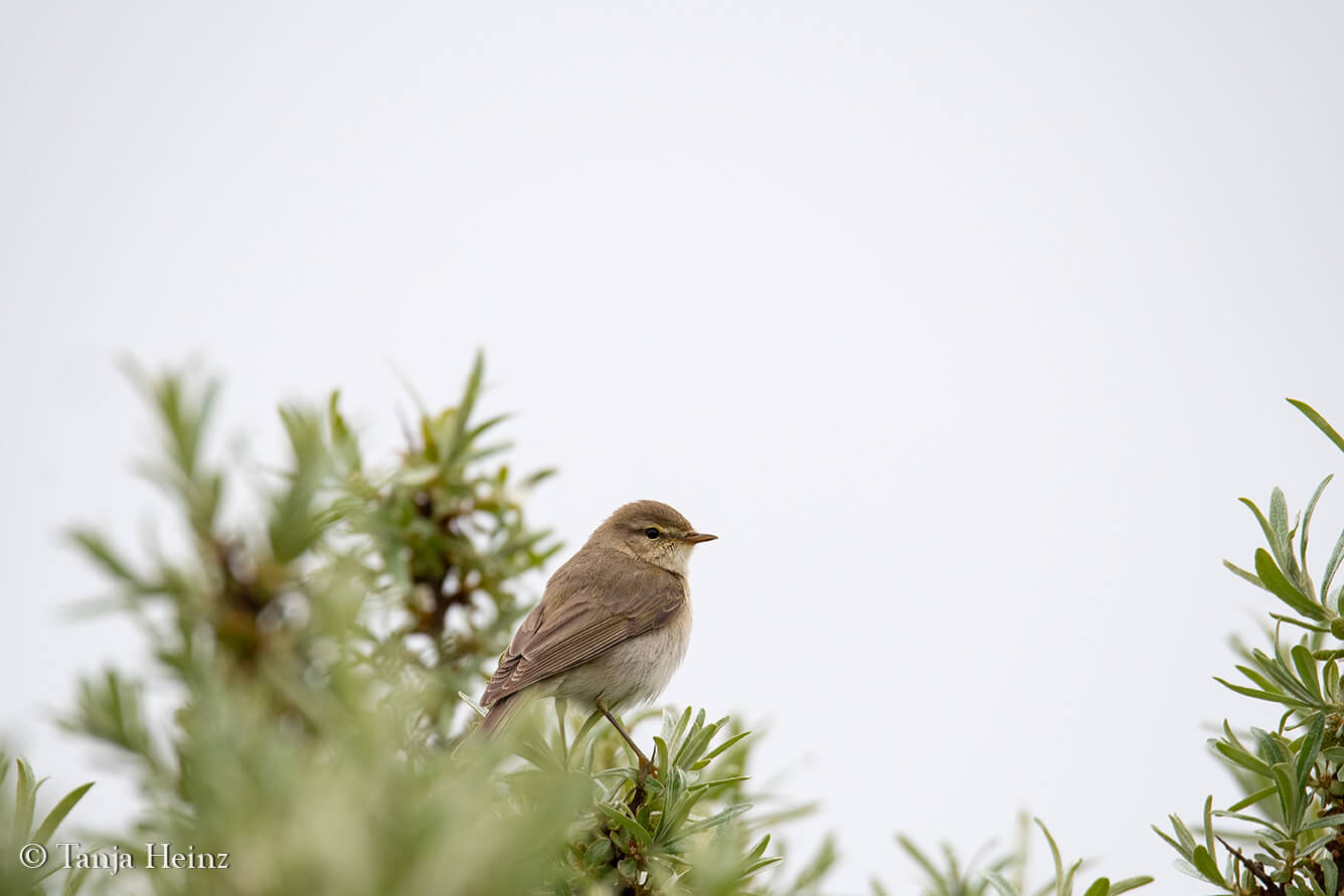 willow warbler on the island Borkum