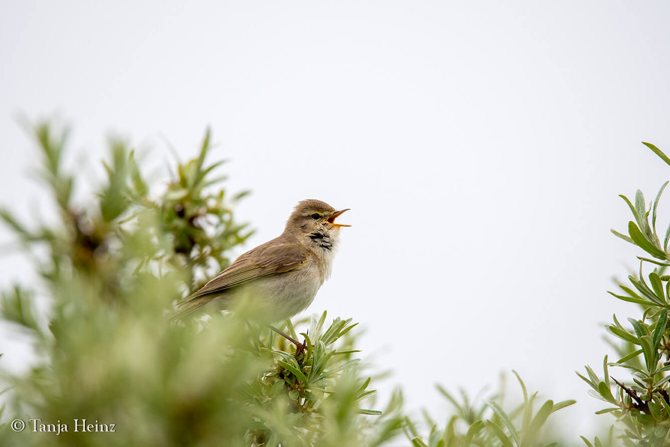 birds on the island Borkum
