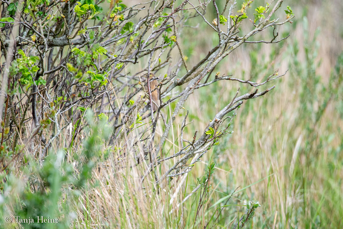 sedge warbler on the island Borkum