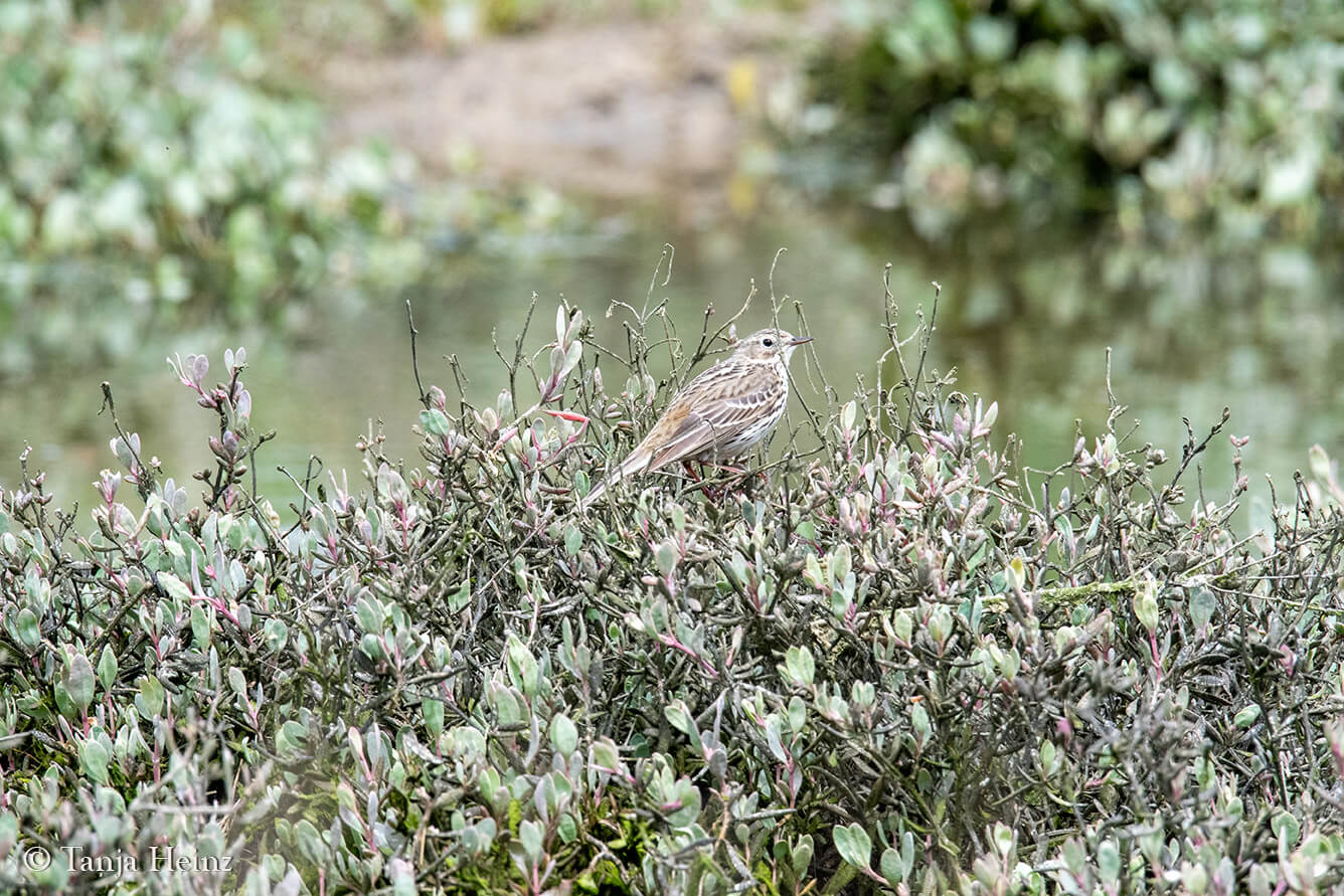 birds on East Frisian Islands