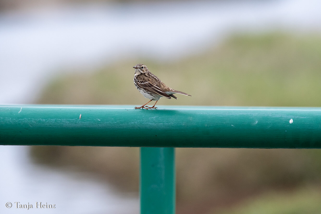 birds on the island Borkum